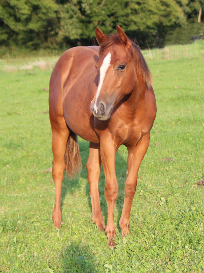 Handsome Ranch Quarter Horses Zucht & Verkauf von Westernpferden