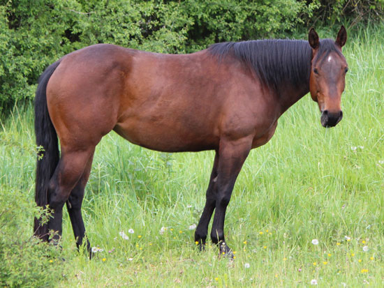 Handsome Ranch Quarter Horses Zucht & Verkauf von Westernpferden ...